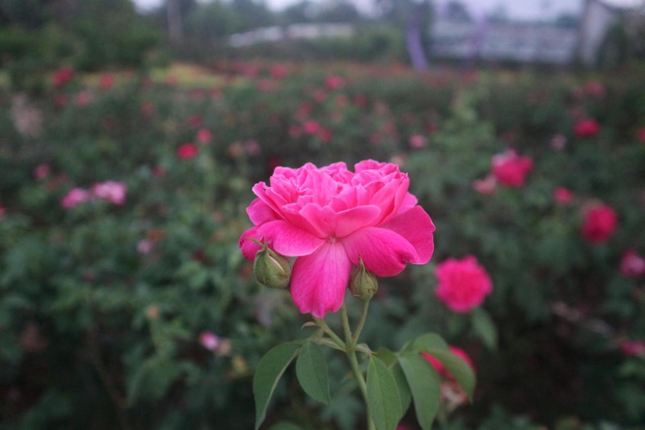 Sadec Farmstay - Khu Du LịCh Hoa KiẻNg Sa DéC Ap Khanh Nghia Dış mekan fotoğraf