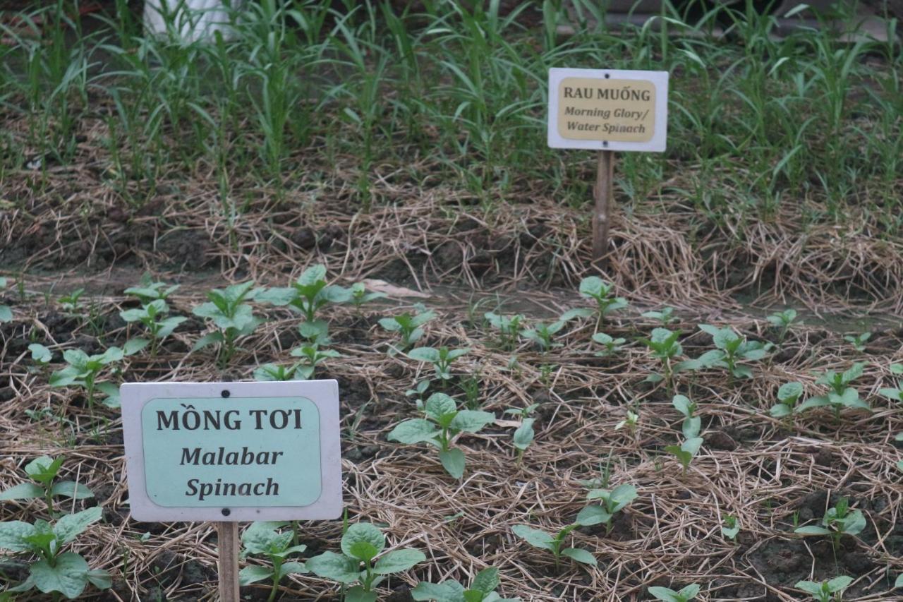 Sadec Farmstay - Khu Du LịCh Hoa KiẻNg Sa DéC Ap Khanh Nghia Dış mekan fotoğraf